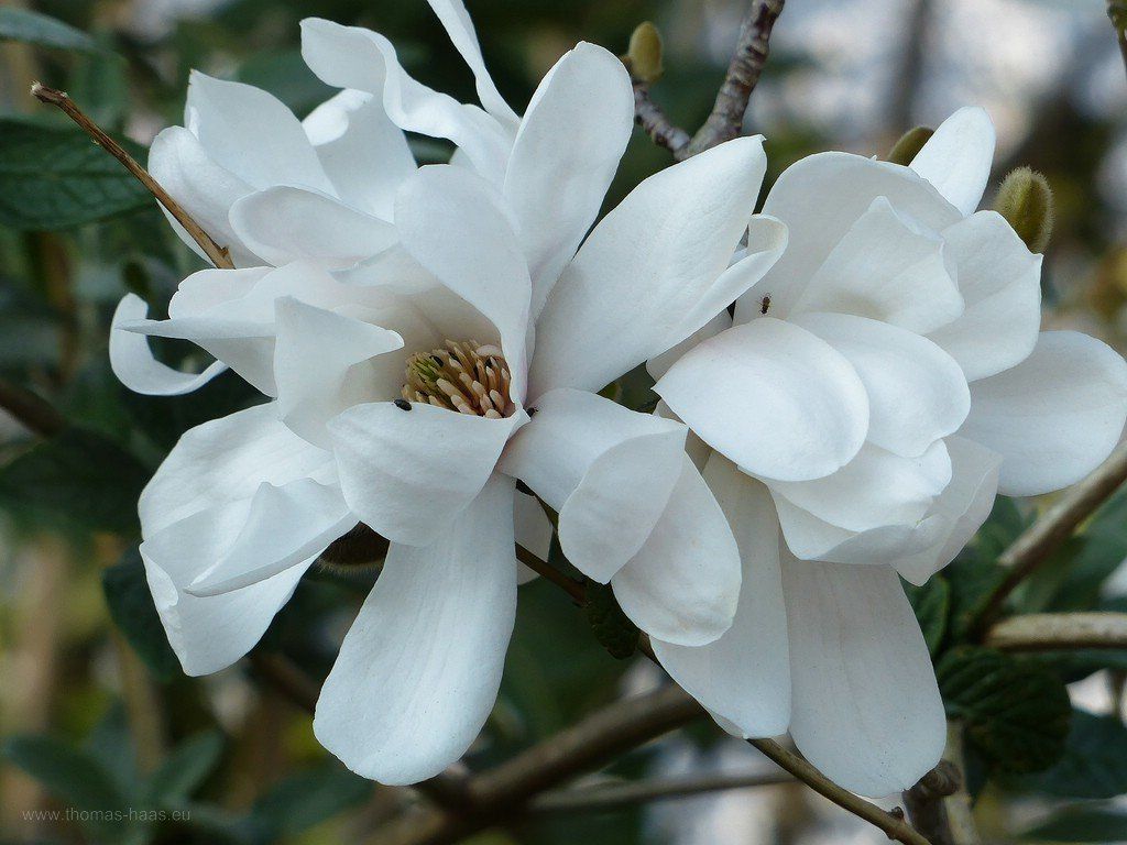 Magnolie, Frühling 2020 ...stimmt, ich hatte in diesm Jahr noch keine Magnolie im Journal! - Das Bild des Monats Juli 2020.