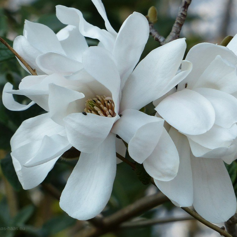 Magnolienblüte, 2020 Die Magnolie hatte noch gefehlt...