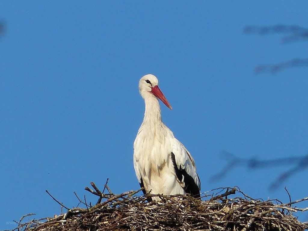 Altstorch auf dem Weißenhorner Nest, 2020 Storchenbild, Altvogel auf dem Nest, 2020