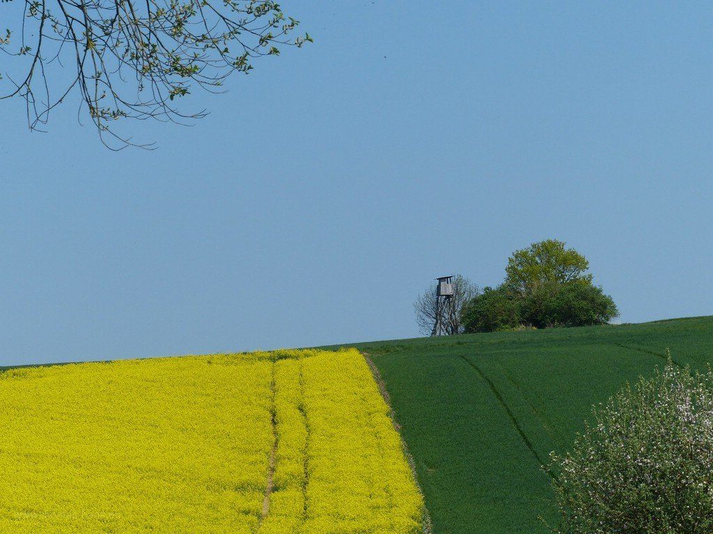 Felder bei Bellenberg, 2020