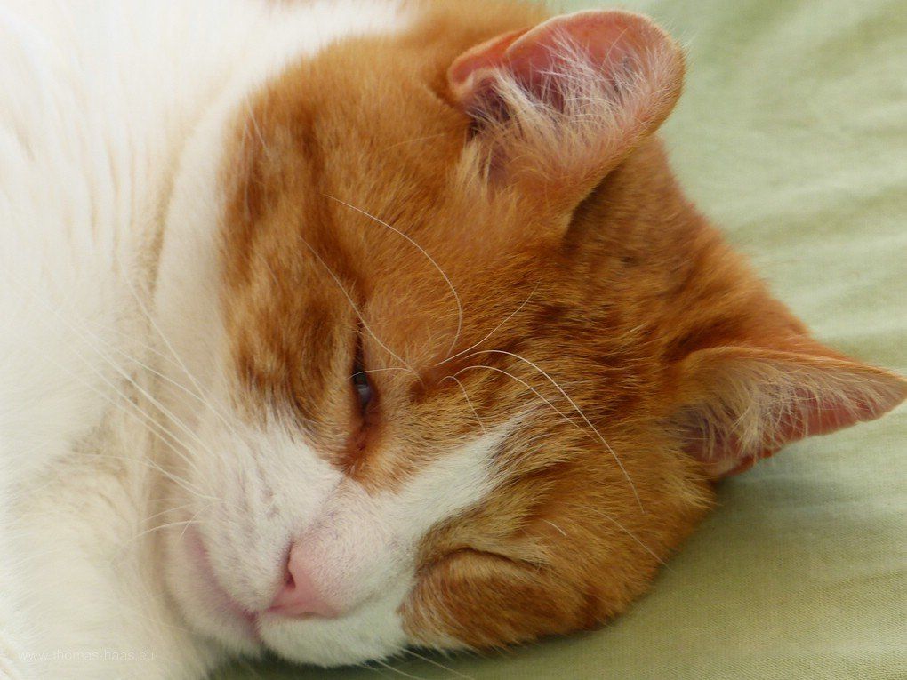Mittagsschlaf, Kater, 2020 Siesta, Kater Karlchen, 2020