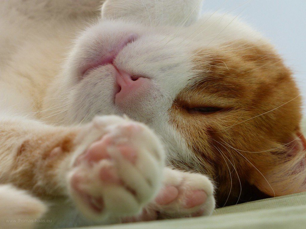 Kater Karlchen, 2020 Kater Karlchen, 2020