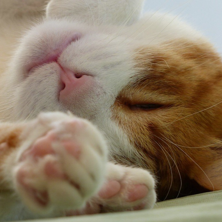 Unser Kater, 2020 Kater Karlchen...