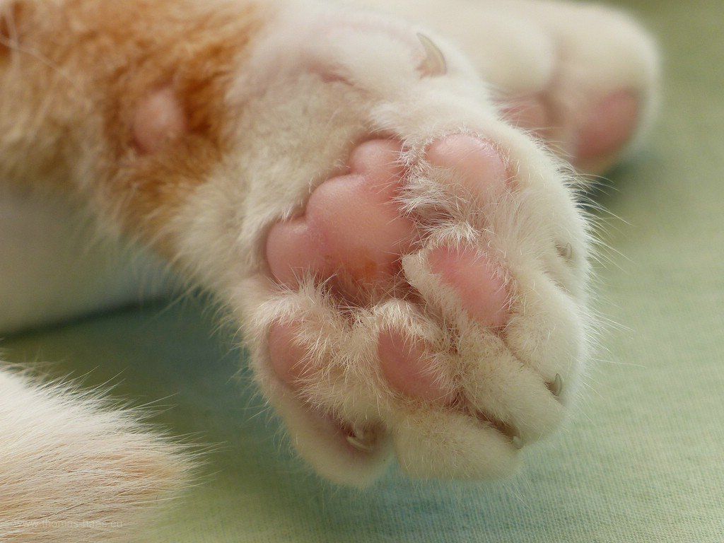 Katzenpfote, 2020 Katzenpfote, 2020