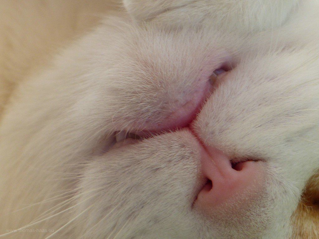 Suchbilder, Kater, 2020 Ansichtssache, oder?