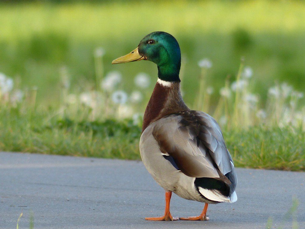 Stockenten-Erpel, Ulm, 2020