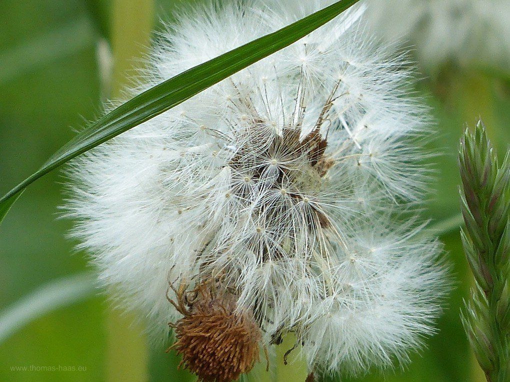 Löwenzahn mit Beiwerk, 2020 Löowenzahn, Pusteblume, 2020