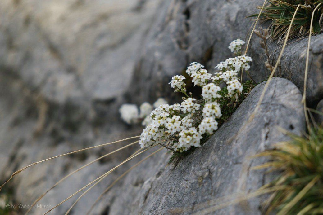 Bergblumen, Mai 2020