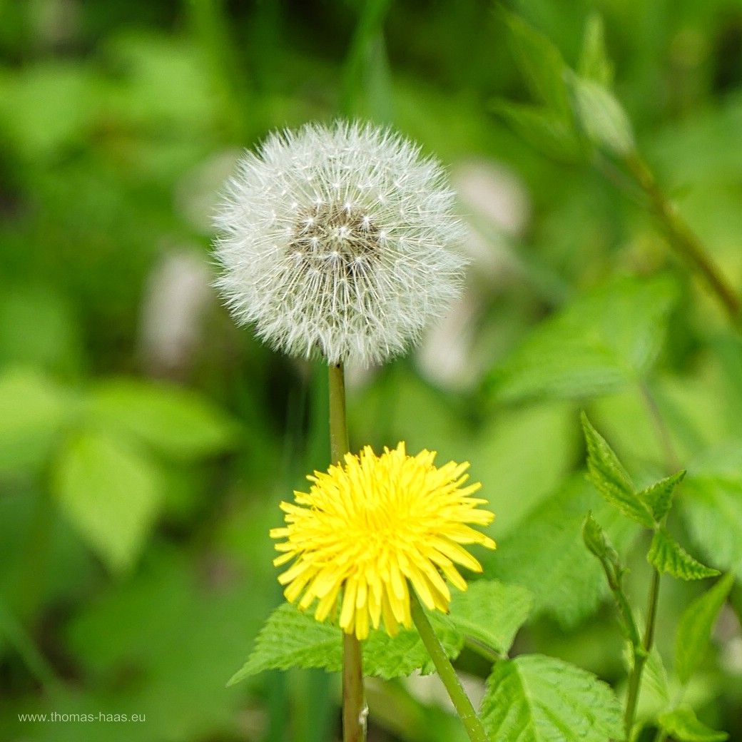 Löwenzahn, meine Bordsteinorchidee... Löwenzahn, blühend und verblüht, ich mag die „Bordsteinorchidee“...
