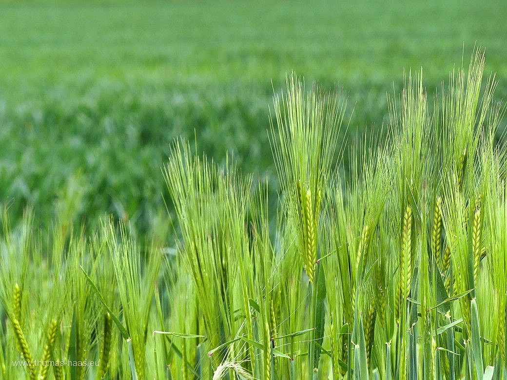 Gerste auf dem Feld, Mai 2024