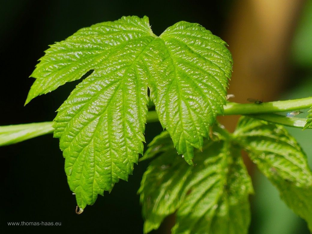 Hopfenblatt im Garten, 2024