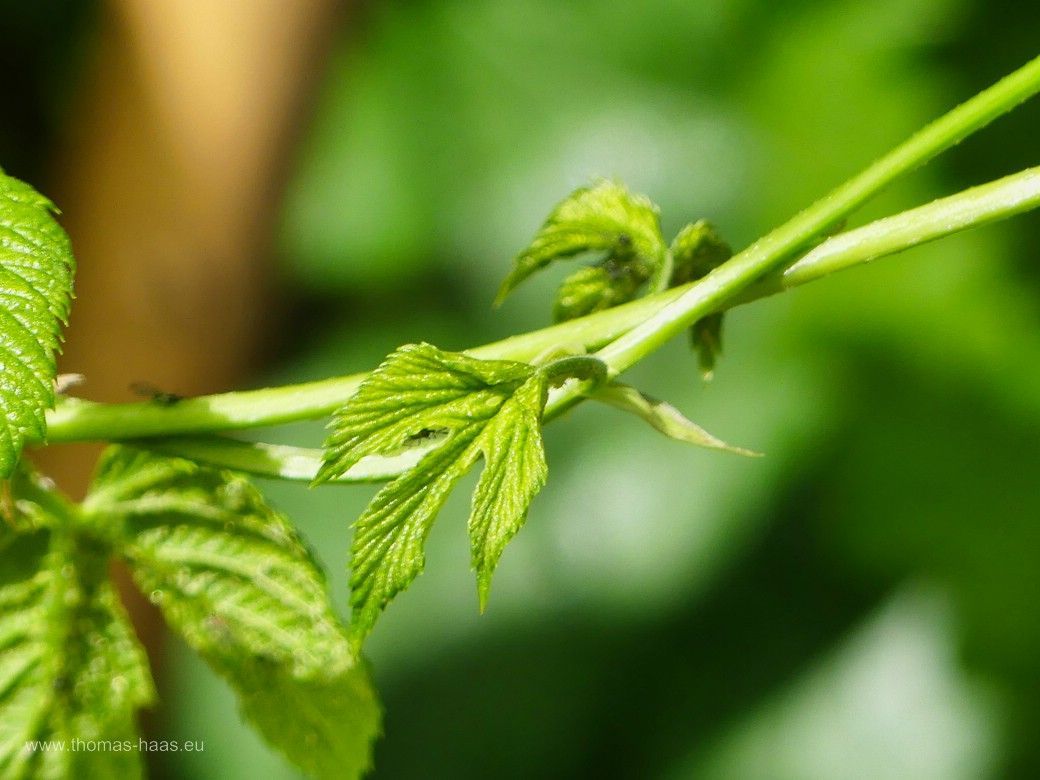 Hopfen -die Triebe entwickeln sich prächtig..., Ende Mai 2024 Hopfen -die Triebe entwickeln sich prächtig..., Ende Mai 2024