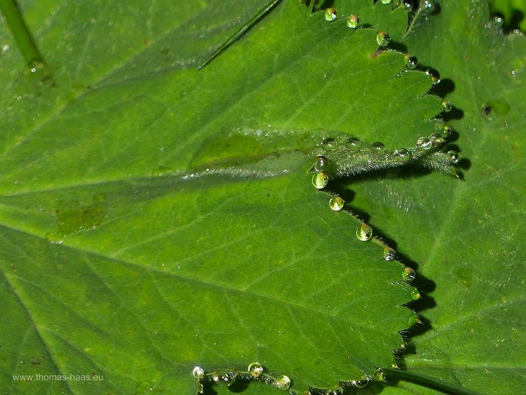 Wie eine Perlenkette, Tautropfen auf einem Frauenmantel im heimischen Vorgarten 2024 Wie eine Perlenkette, Tautropfen auf einem Frauenmantel im heimischen Vorgarten 2024