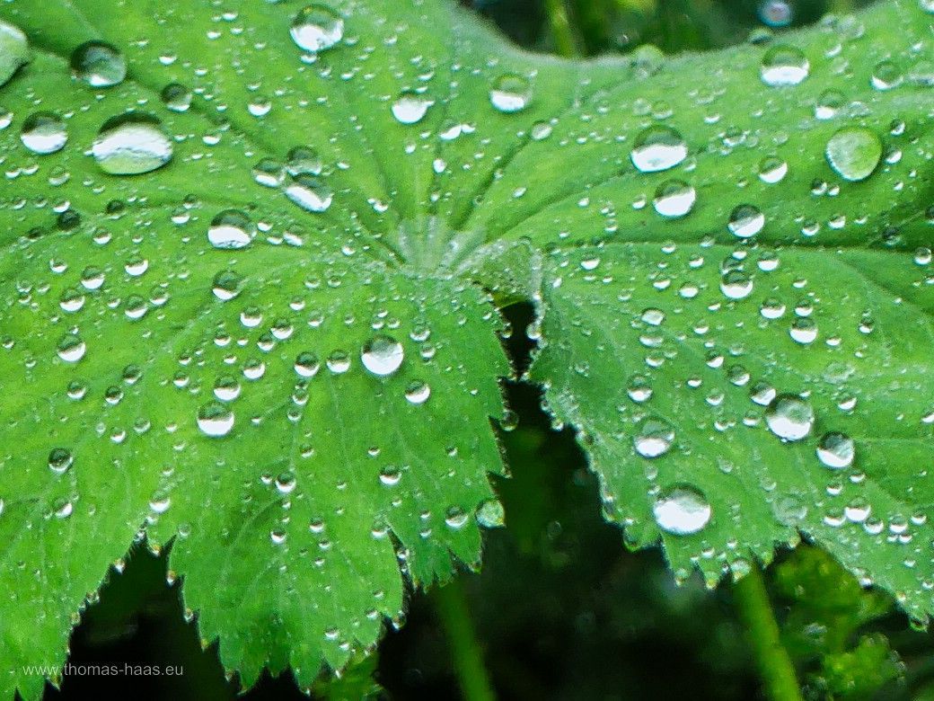 Frauenmantel im Regen, Mai 2024 Frauenmantel im Regen, Mai 2024
