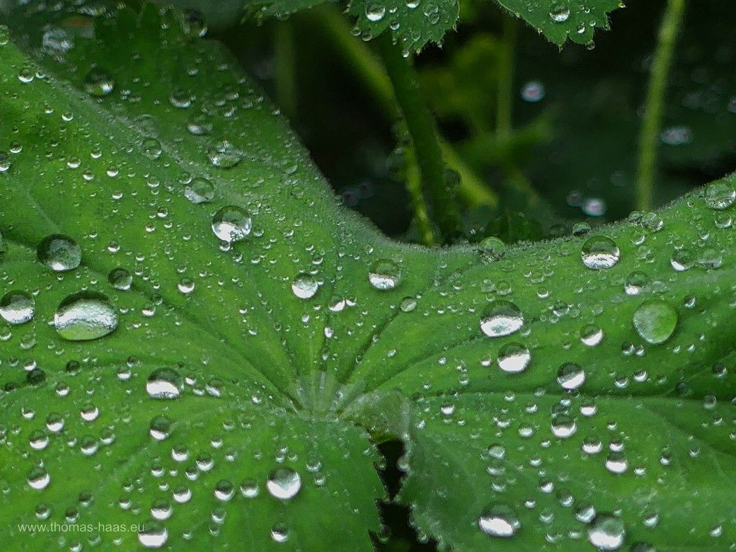Frauenmantel im Regen, Mai 2024 Frauenmantel im Regen, Mai 2024