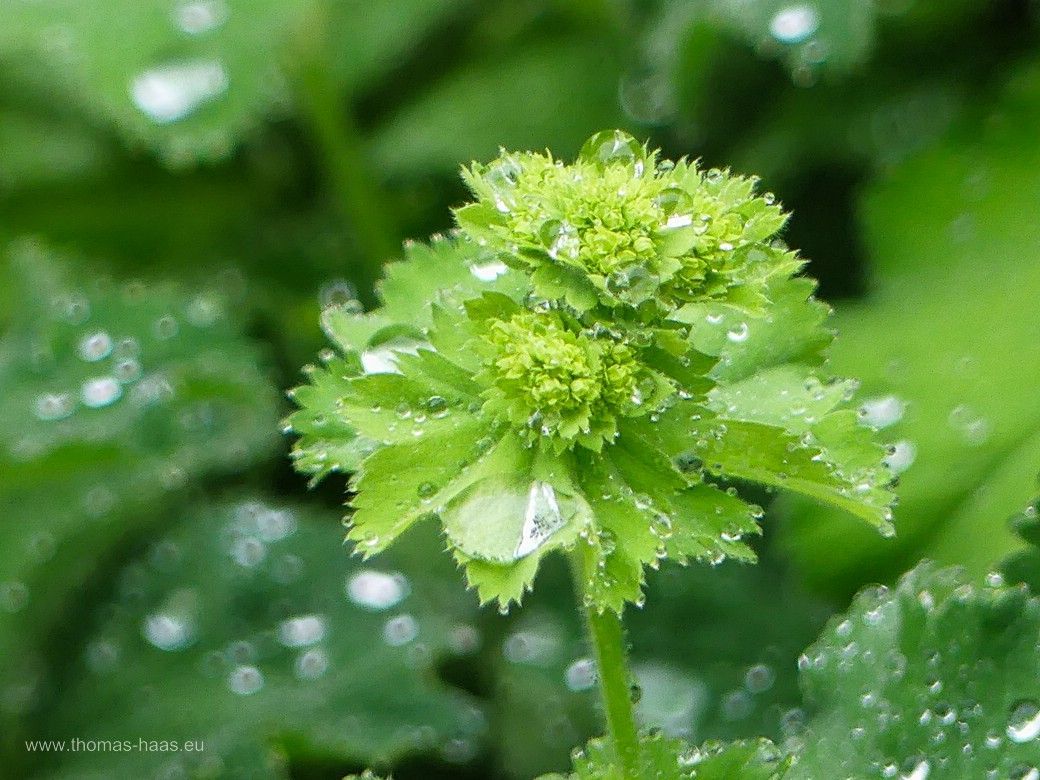 Frauenmantel im Regen, Mai 2024 Frauenmantel im Regen, Mai 2024