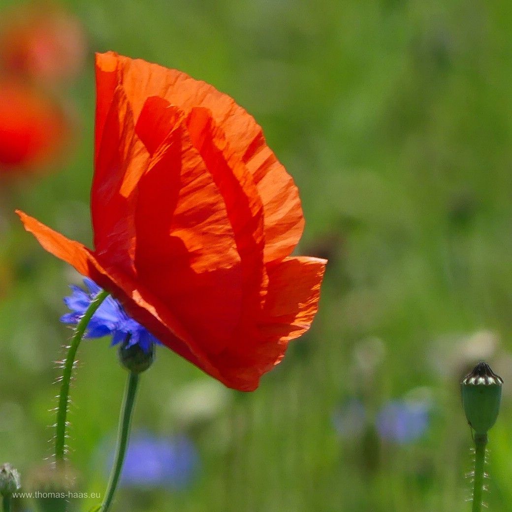 Mohnblume in Wiblingen, Juni 2024 Mohnblüte auf stillgelegter Fläche, 2024