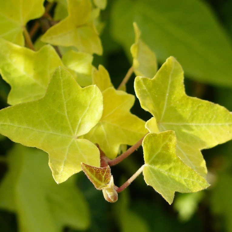 Klosterefeu in Roggenburg Klosterefeu...