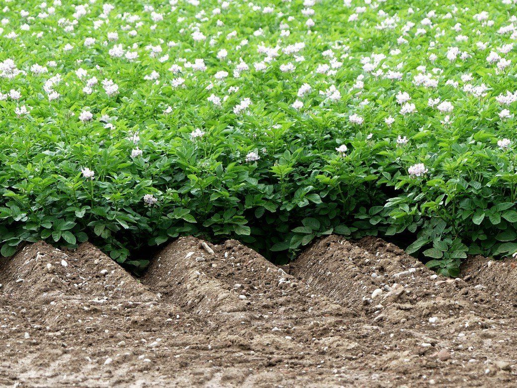 Kartoffelbeet, blühnende Kartoffeln, Juni Blühende Kartoffelbeete, Juni 2020