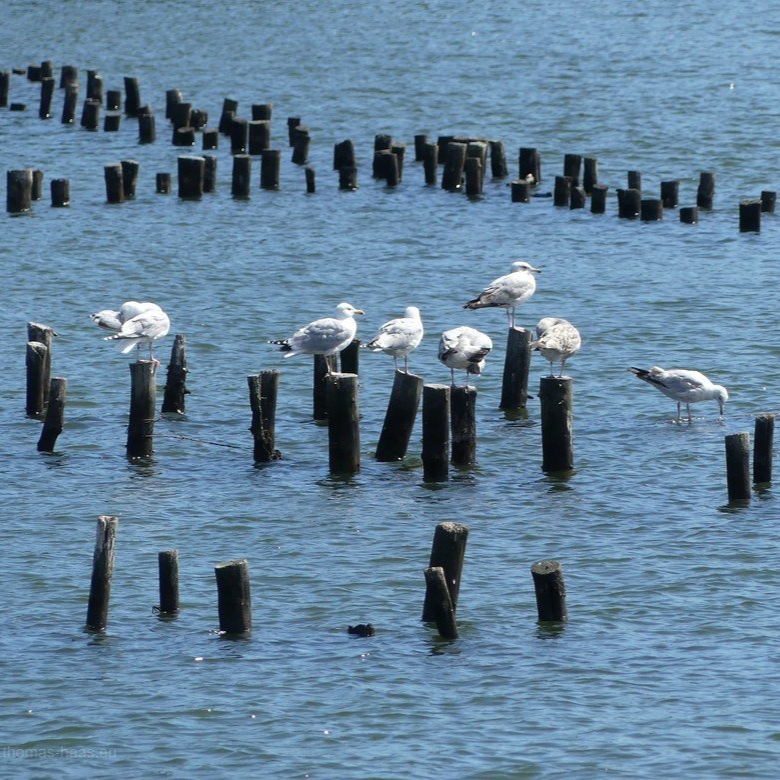 Heringszaun in Kappeln, 2020
