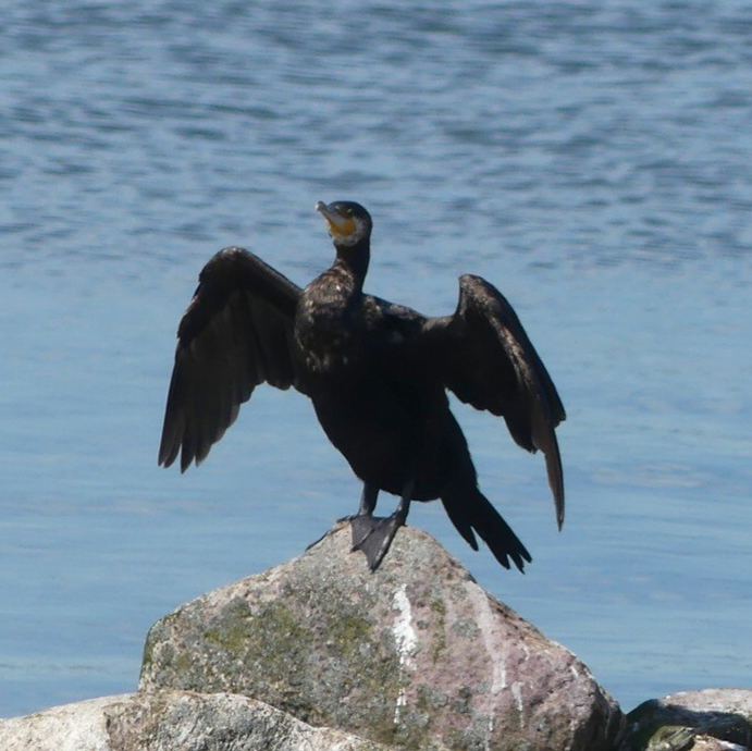 Kormoran im Sonnenschein...