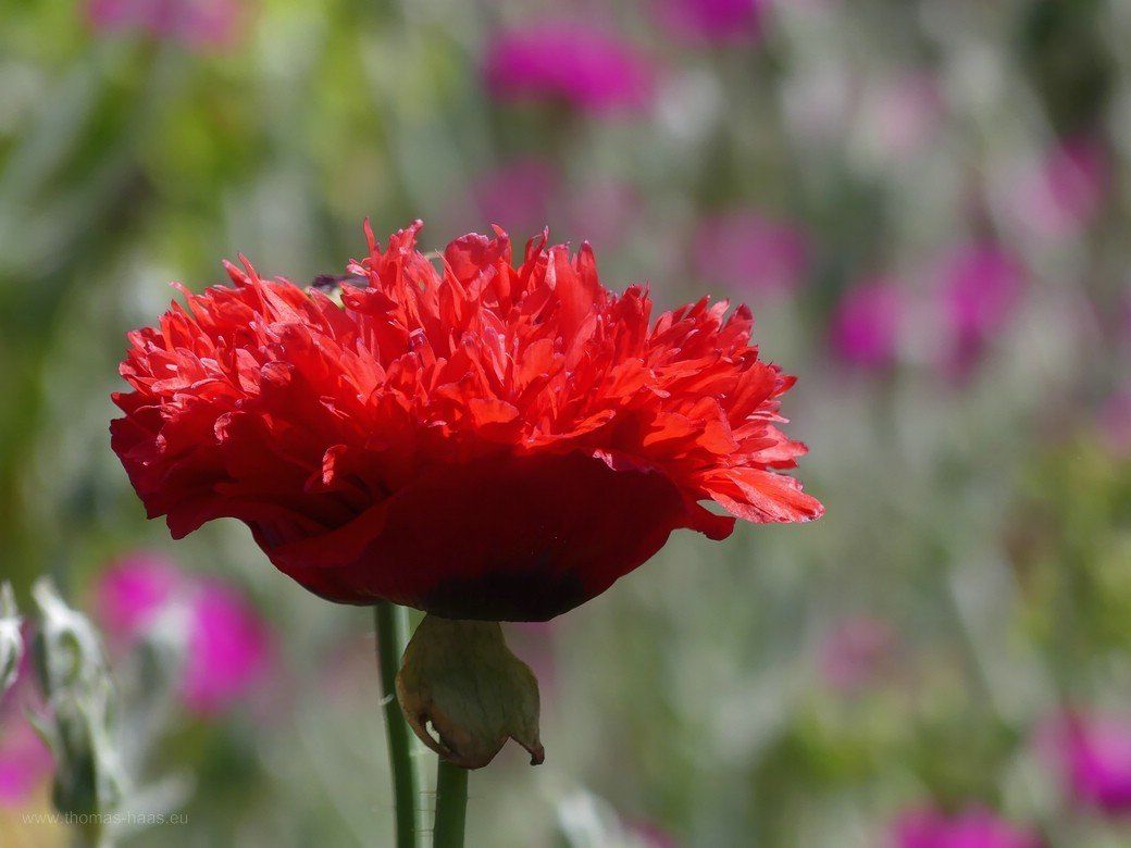 Im Garten beim Landarzt... Im Garten beim Landarzt...
