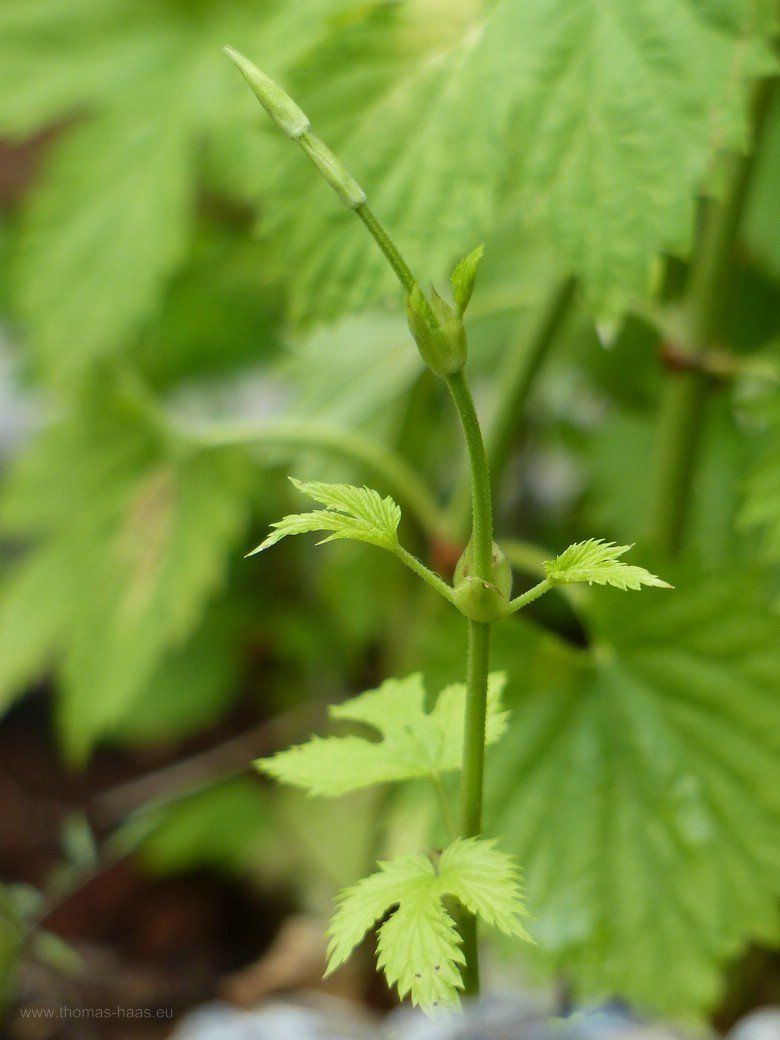 Hunger Hopfen, 2020 Junger Hopfen, 2020