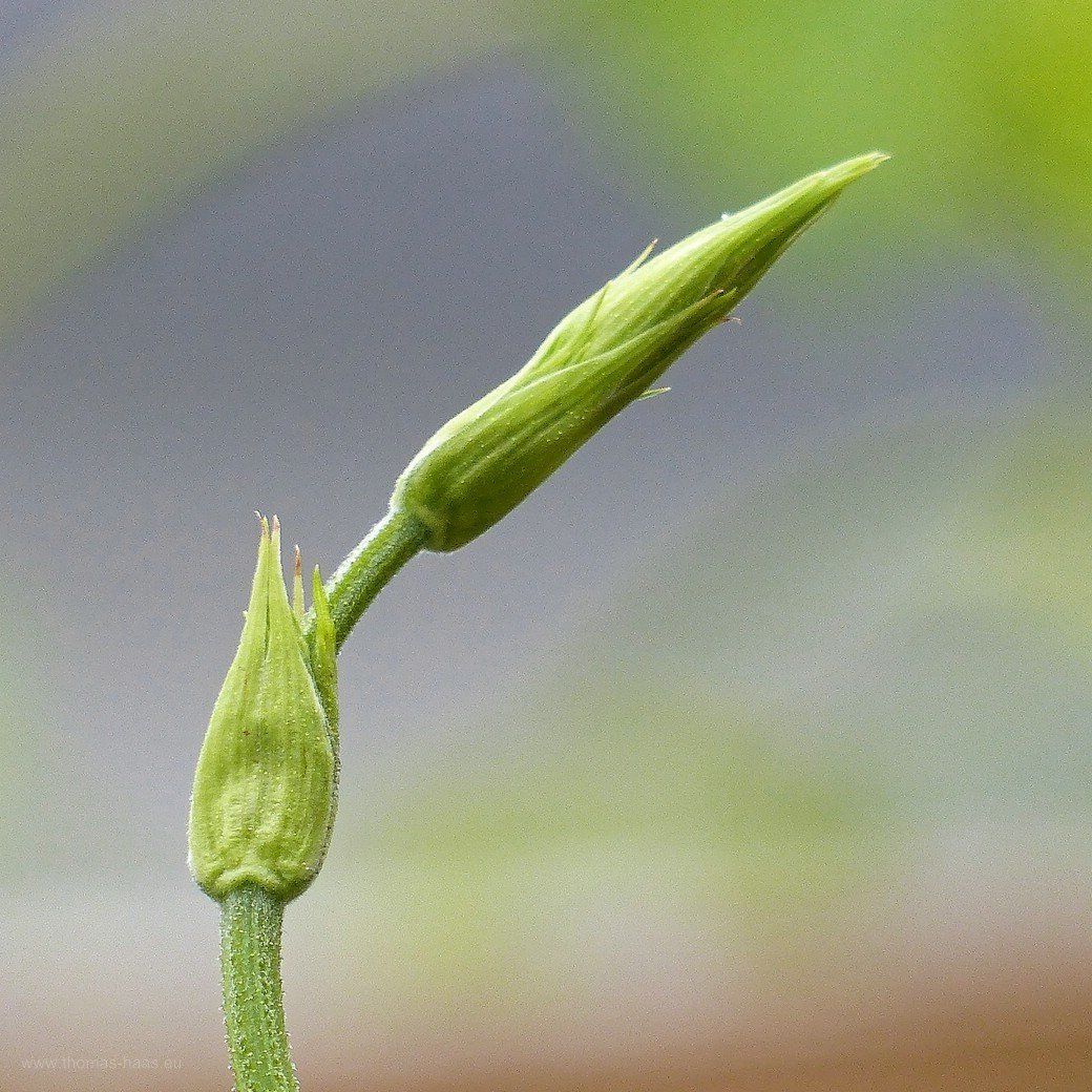 Hopfentrieb, 2020 Hopfen, Bellenberger Südlage, 2020