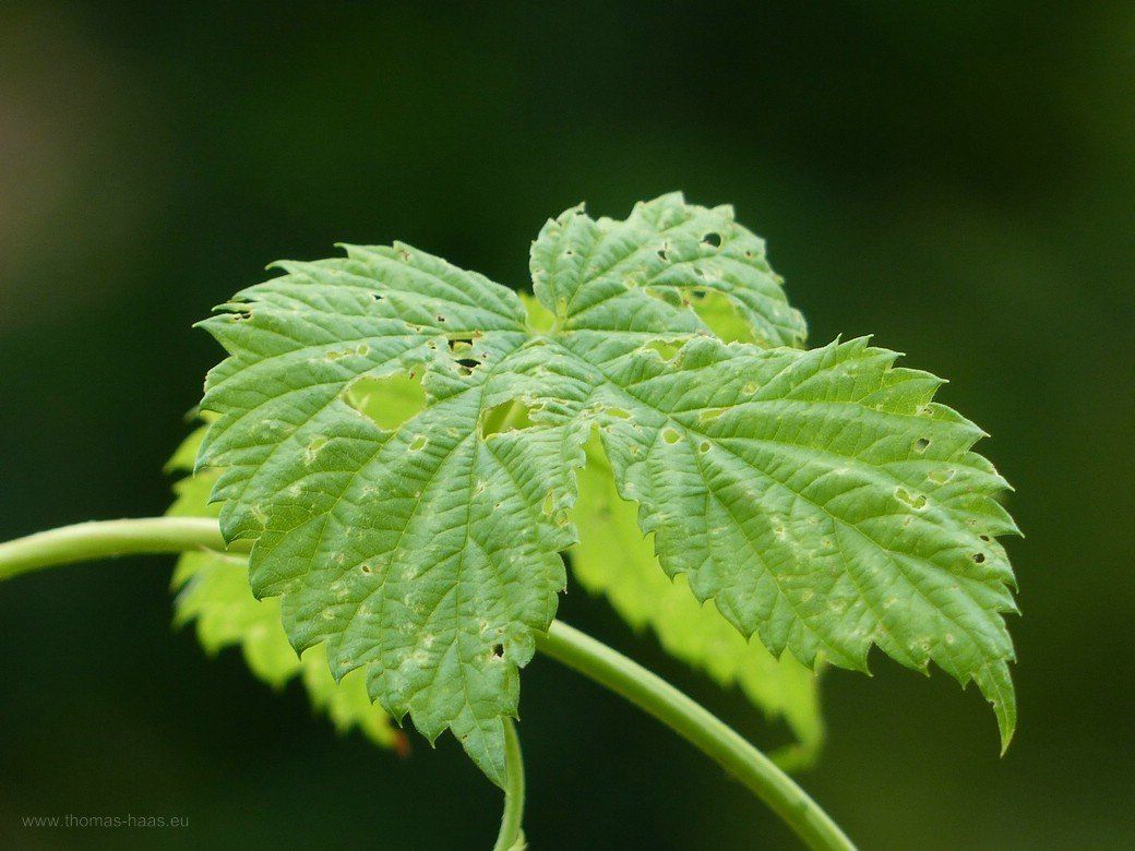 Hopfen, ein Blatt an der Rebe Blatt des Hopfens...