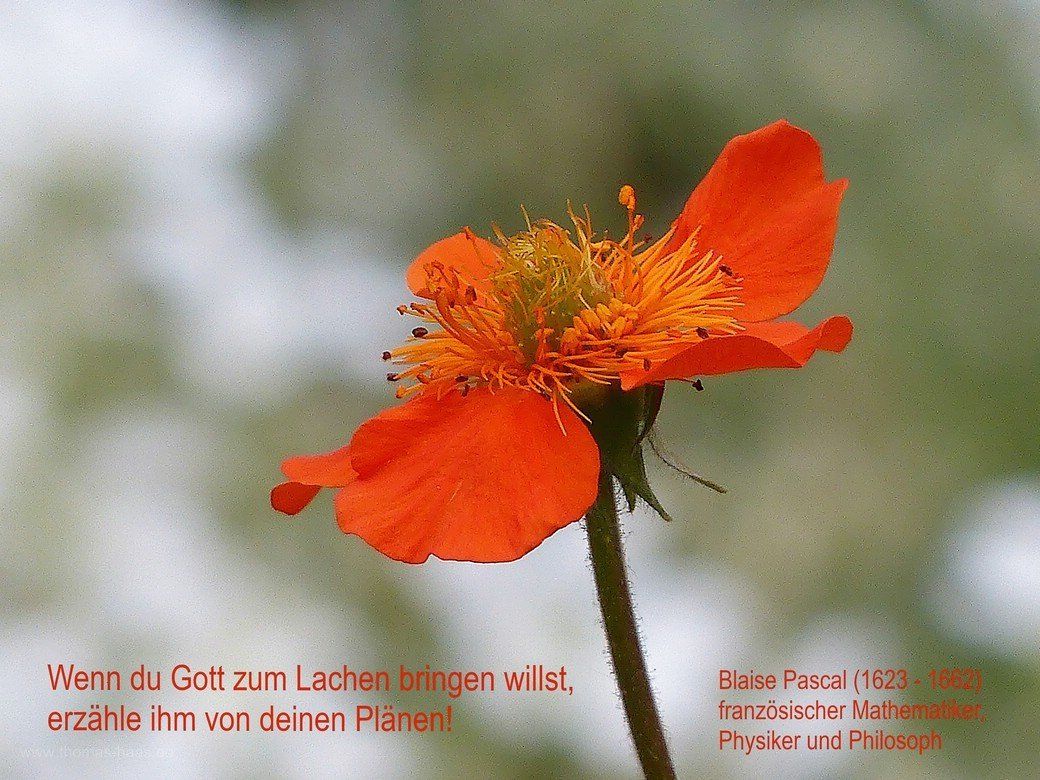 Motivationsmotiv, Blaise Pascal und Roter Nelkenwurz Motivation mit einem Zitat von Blaise Pascal