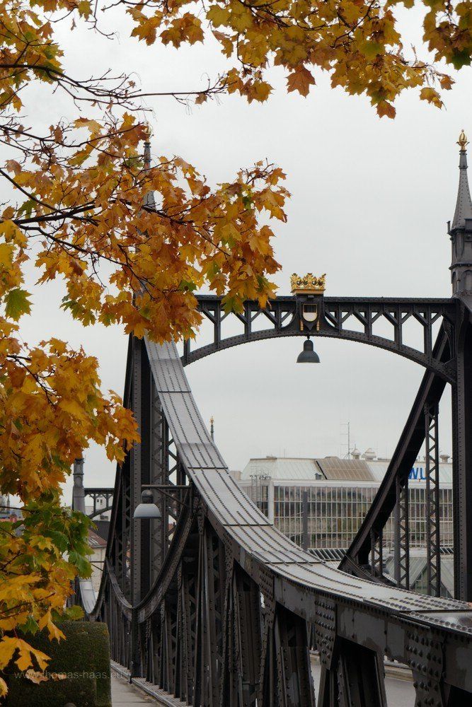 DEr Ahorn färbt sich gülden, Neutorbrücke, Ulm, 2019