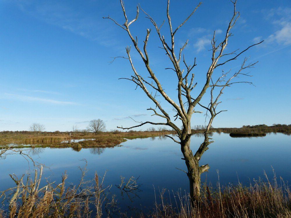 Vernässungszone in der Geltinger Birk...