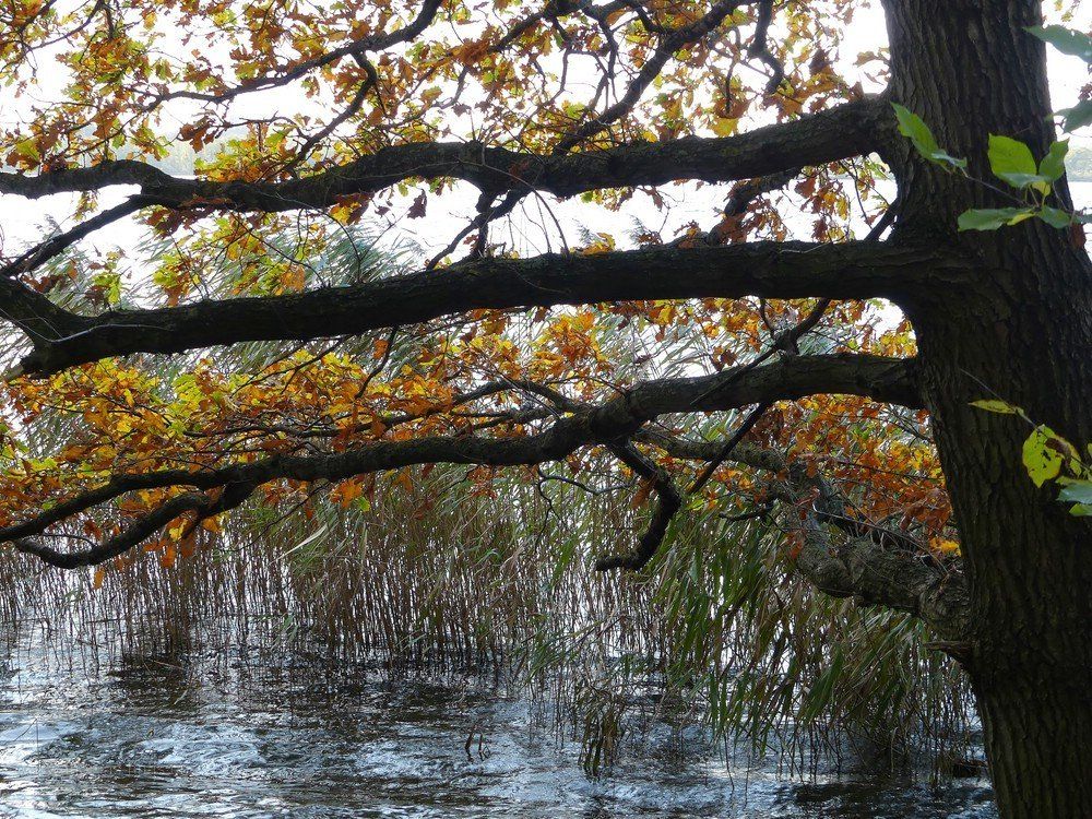 Laubbäume und Schilfgürtel am Windebyer Noor...