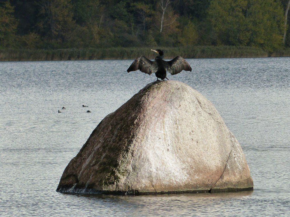 Ein Kormoran trocknet die Flügel...