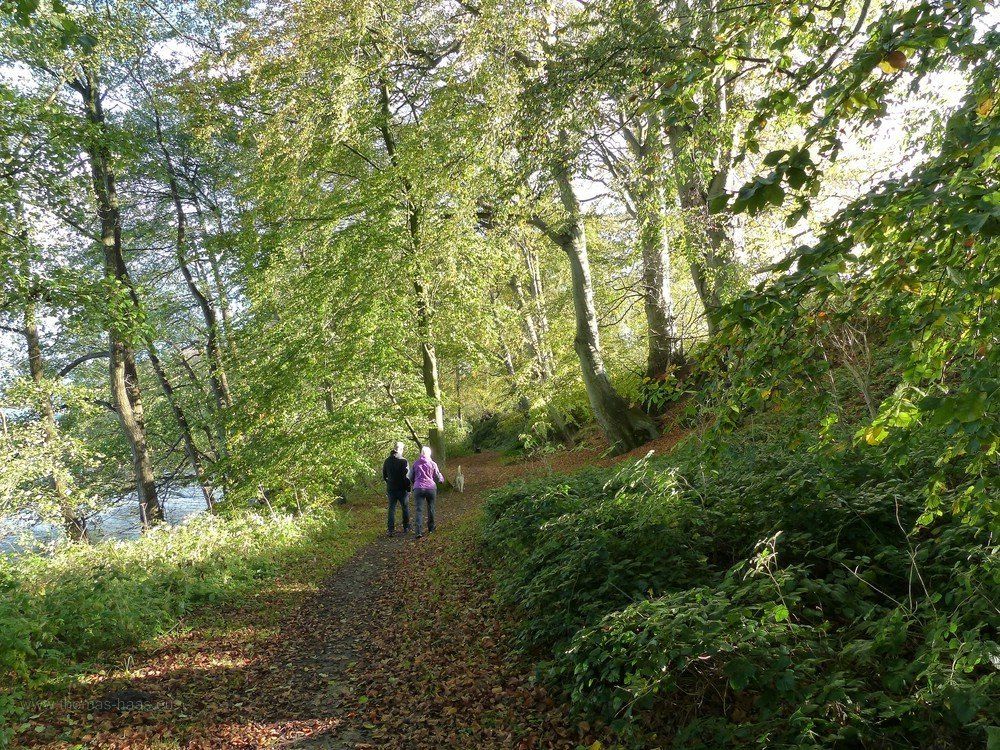 Wanderweg, Laubwald, Windebyer Noor, Oktober 2019