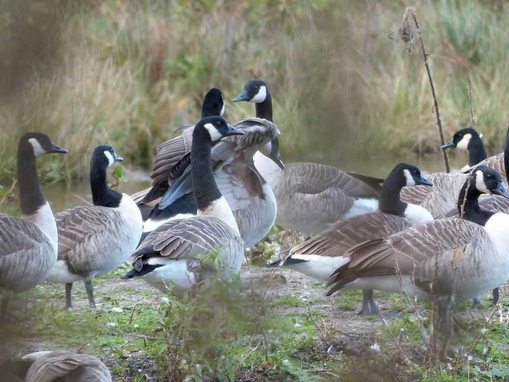 Kanadagänse, Kolonie