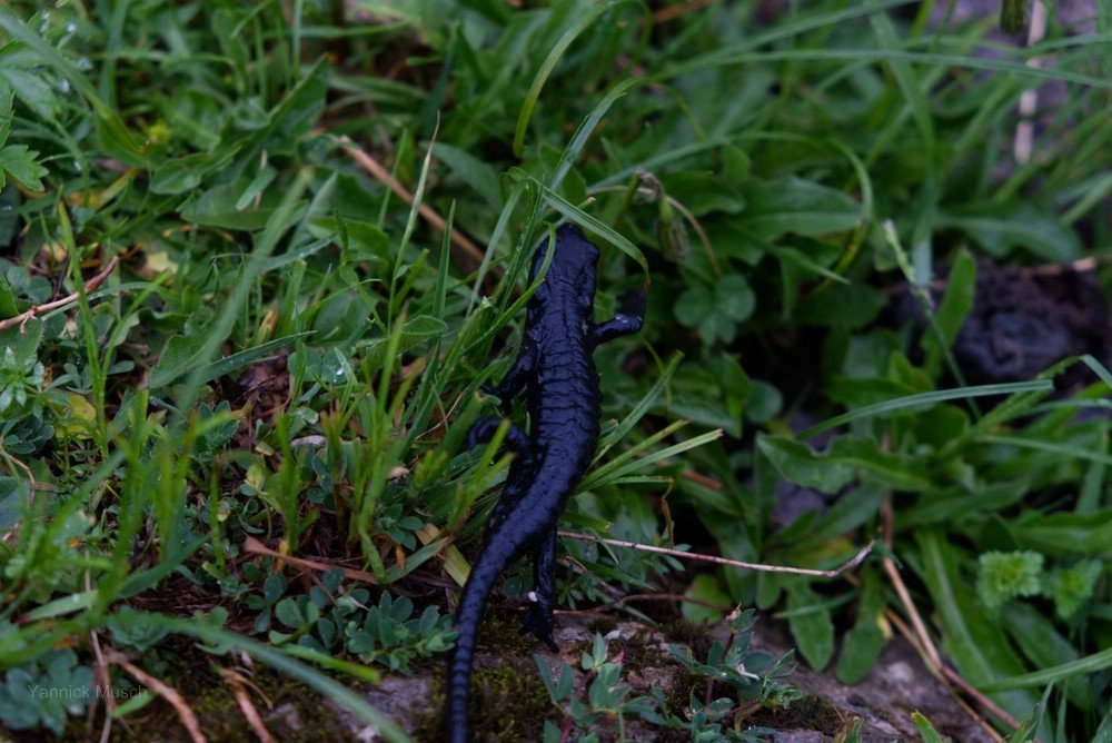 Alpensalamander, 2019