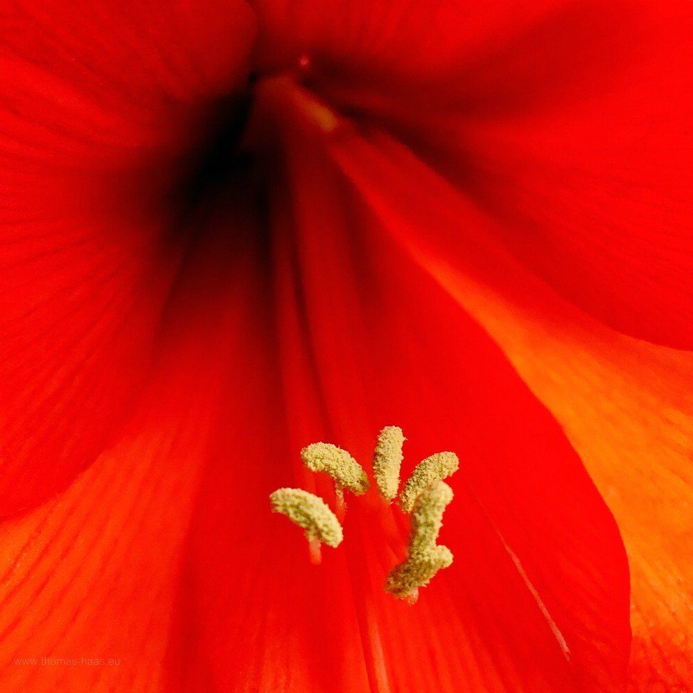 Die Blüte zum Weihnachtsfest, eine Amaryllis...