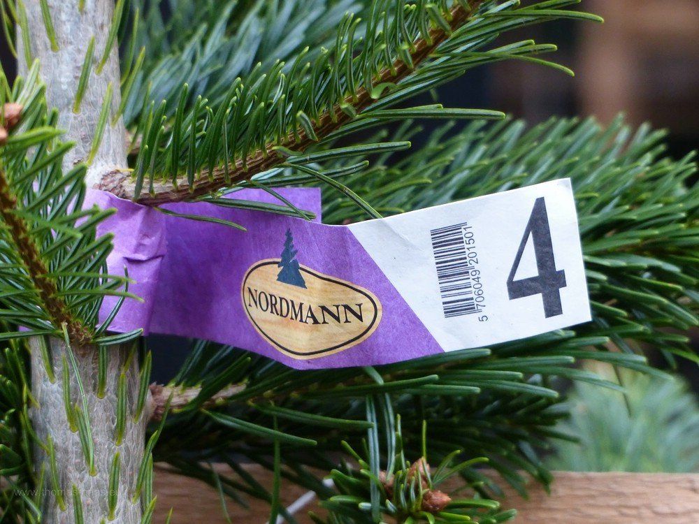 Nordmanntanne, Weihnachtsbaum, 2019