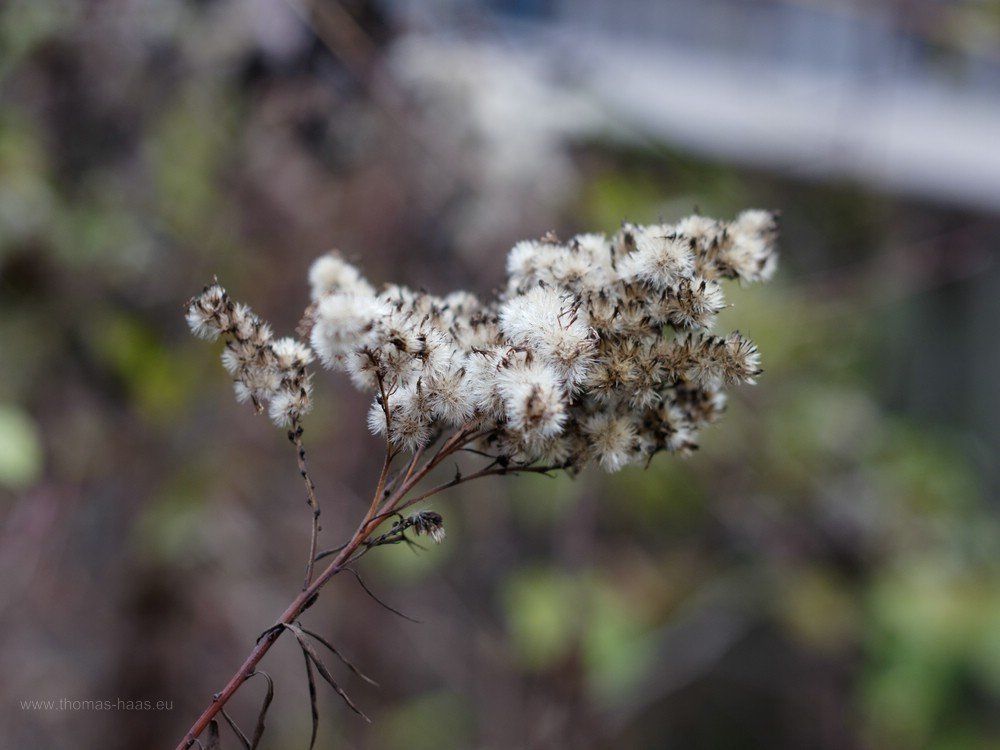 Blütenstände, mit Altglas aufgenommen. Die letzten Blütenstände...