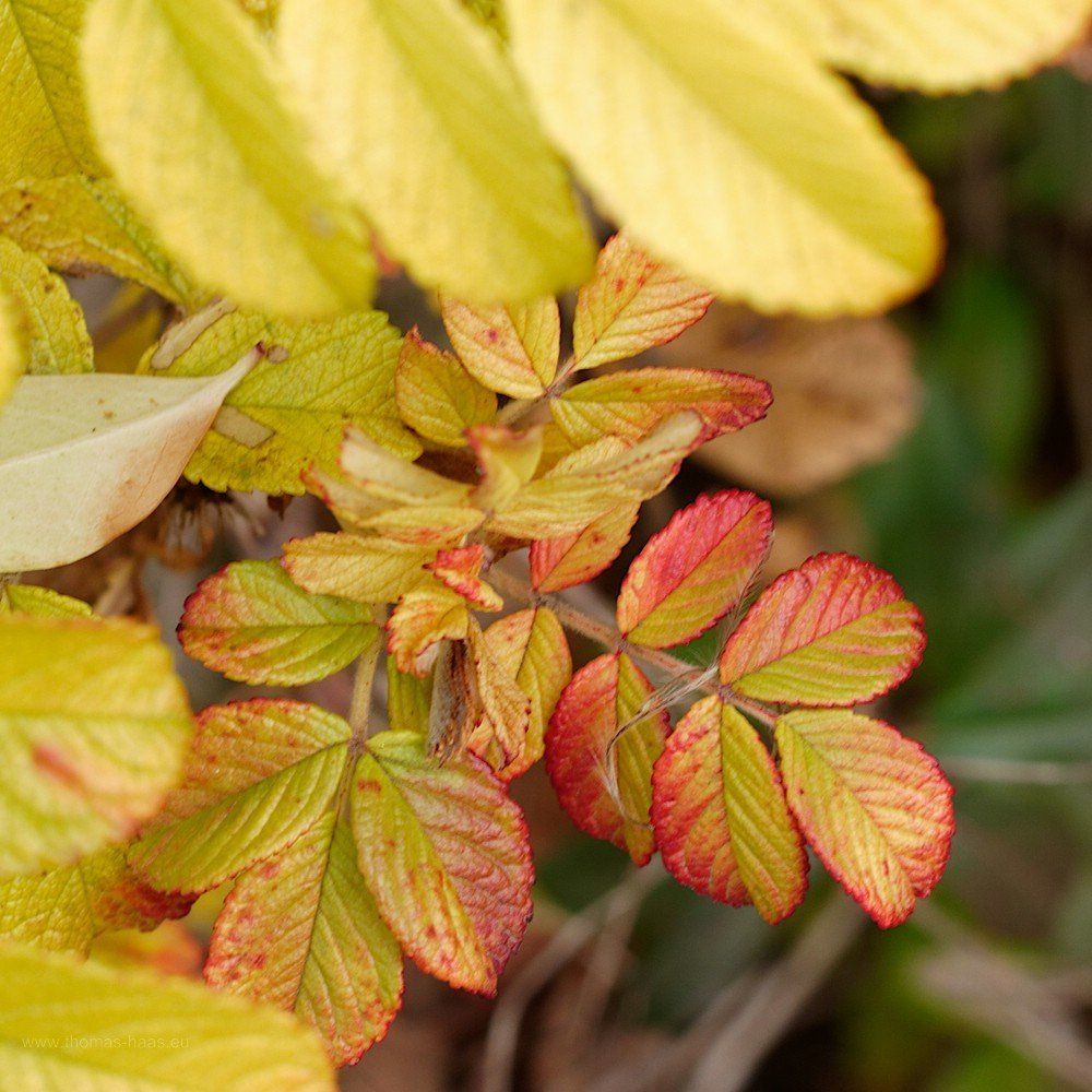 Buntes Blattwerk trotzt dem Novembergrau...