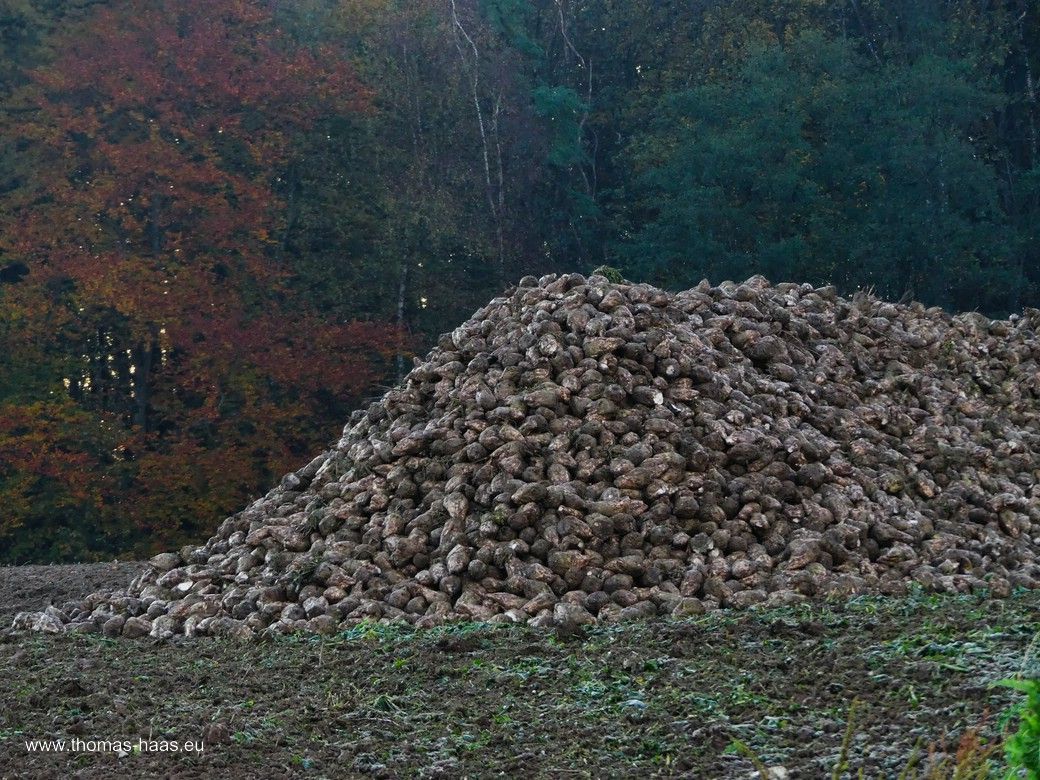 Rübenkampagne 2023, Rüben am Straßenrand Zuckerrüben am Straßenrand, Herbst 2023