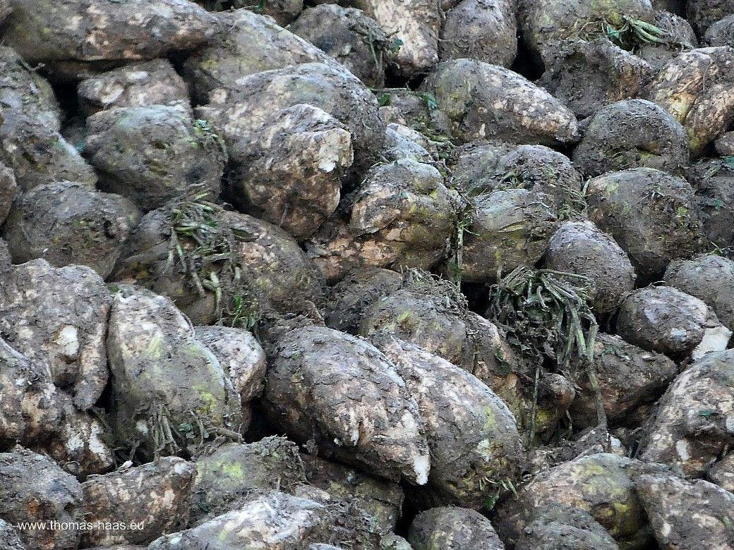 Rübenkampagne 2023 im Alb-Donau-Kreis Rübenberg am Straßenrand, Kampagne 2023