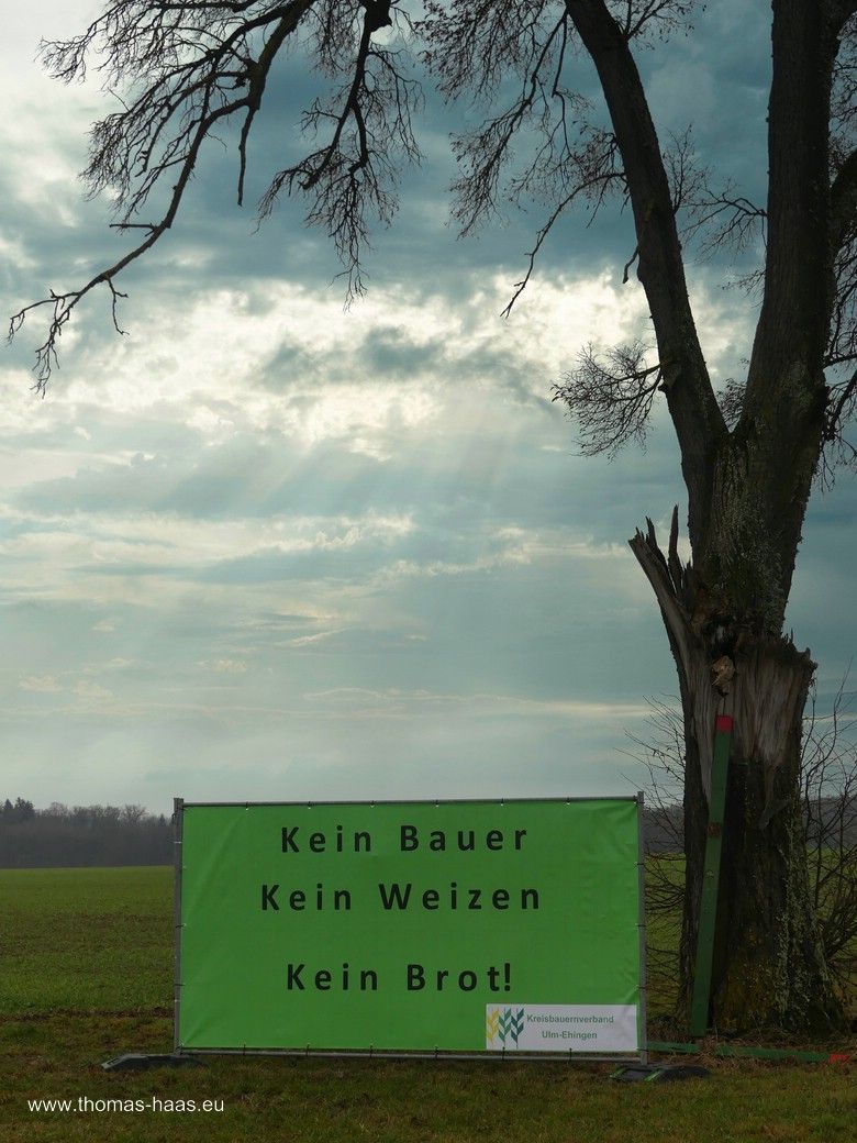 Ein Solitärbaum auf der Alb mit Protestplakat Ein Solitärbaum auf der Alb mit Protestplakat im Januar 2024