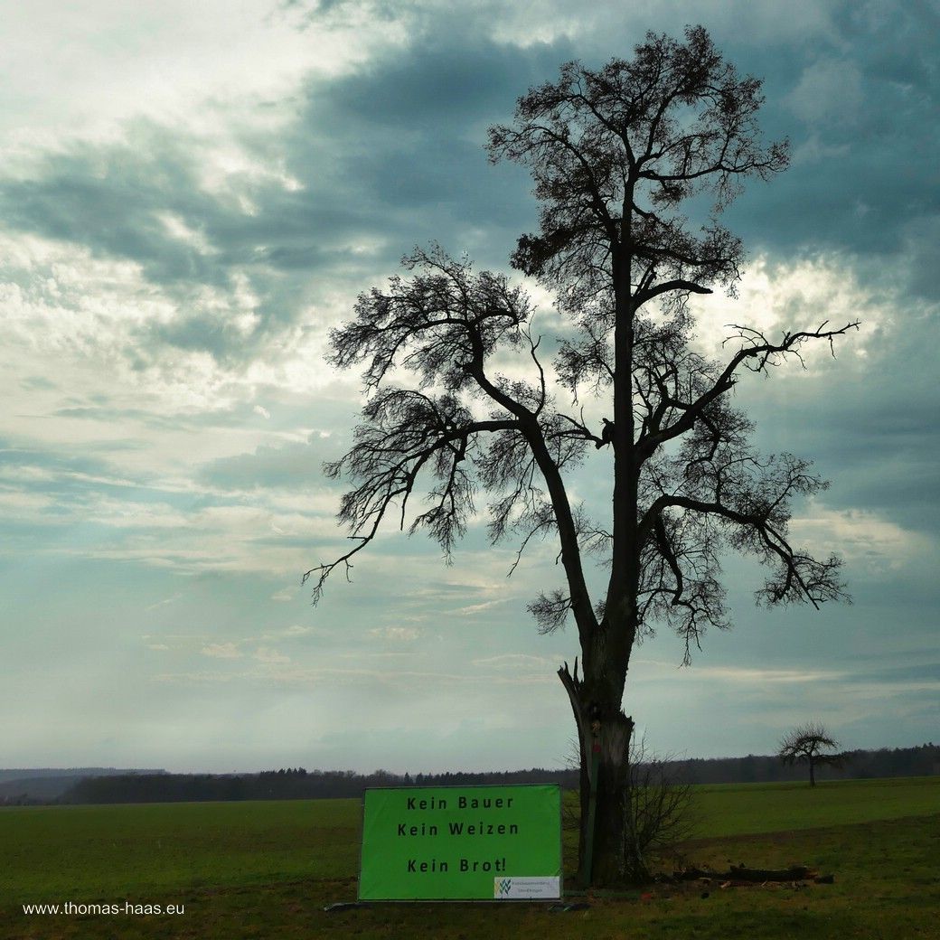 Ein Solitärbaum auf der Alb mit Protestplakat Ein Solitärbaum auf der Alb mit Protestplakat im Januar 2024