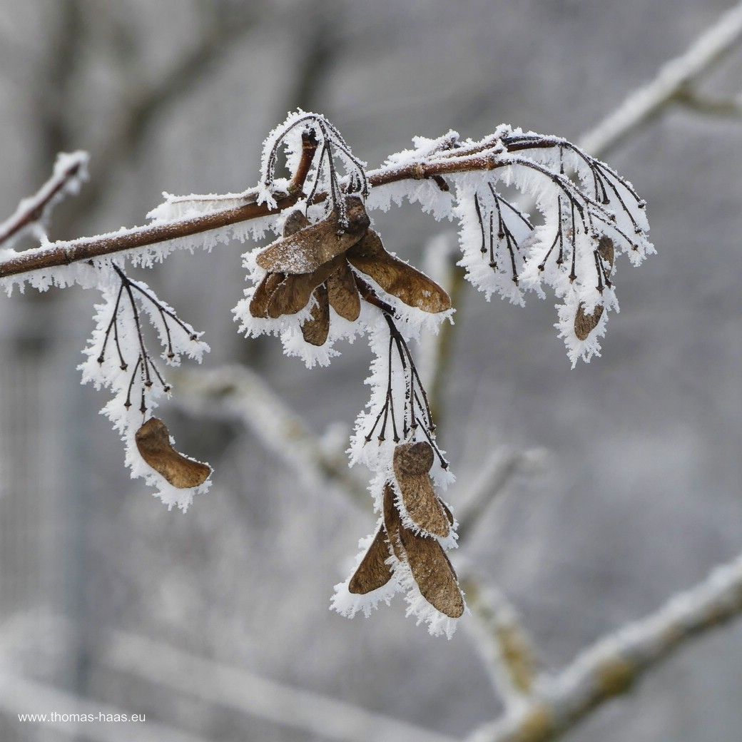 Ahornsamen mit Frostmantel, Januar 2024 Der Frost hat uns im Griff, Ahornsamen mit dickem Frostpelz besetzt...