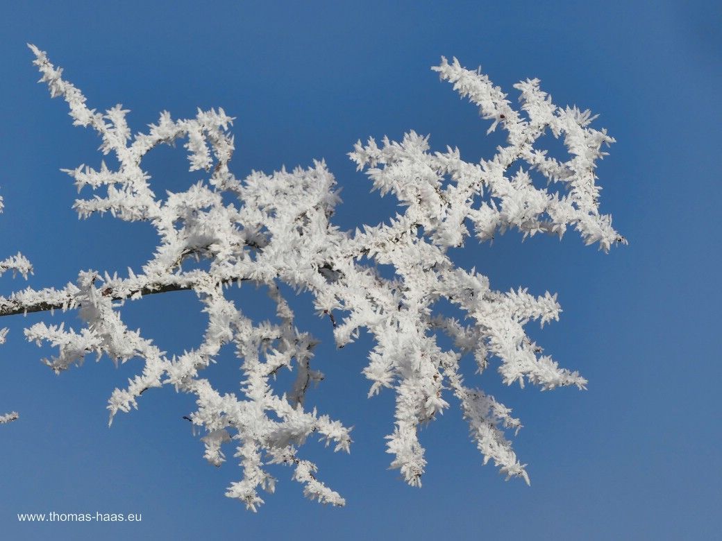 Frost in den Bäumen - Winter! Januar 2024 bei Ulm.