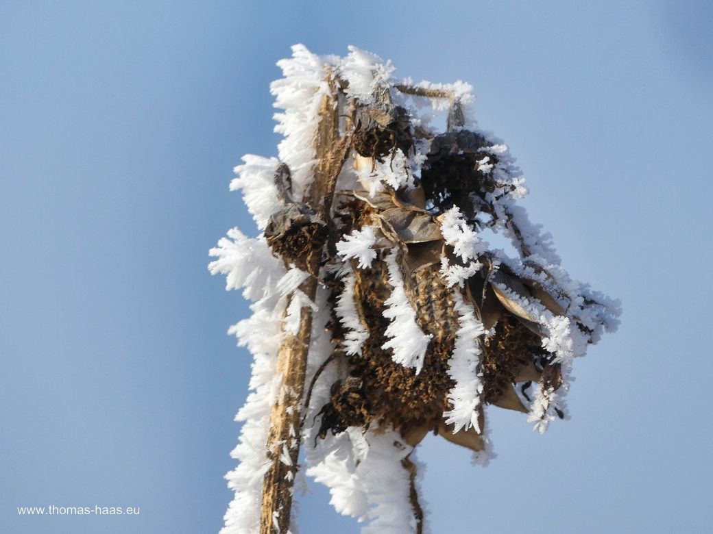 Sonnenblume im Raureif, Januar 2024