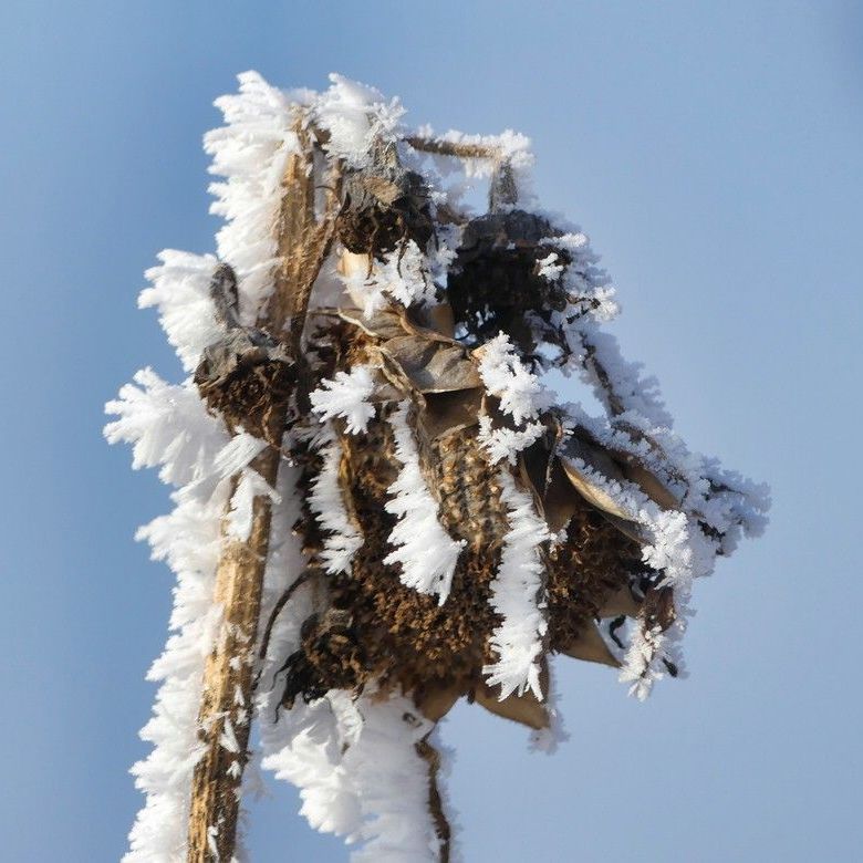Sonnenblume mit Frostmantel, Januar 2024 Sonnenblume im Frost, das Motiv zum Aufmacher der Journalausgabe 02/2024