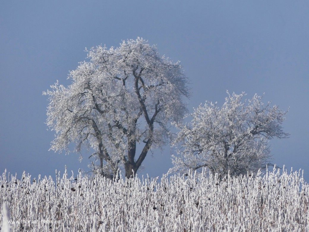 Frost in der Landschaft, im Vordergrund ein Sonnenblumenfeld, Januar 2024 Über Sonnenblumen geht der Blick in die Ferne, frostige Landschaft, Januar 2023